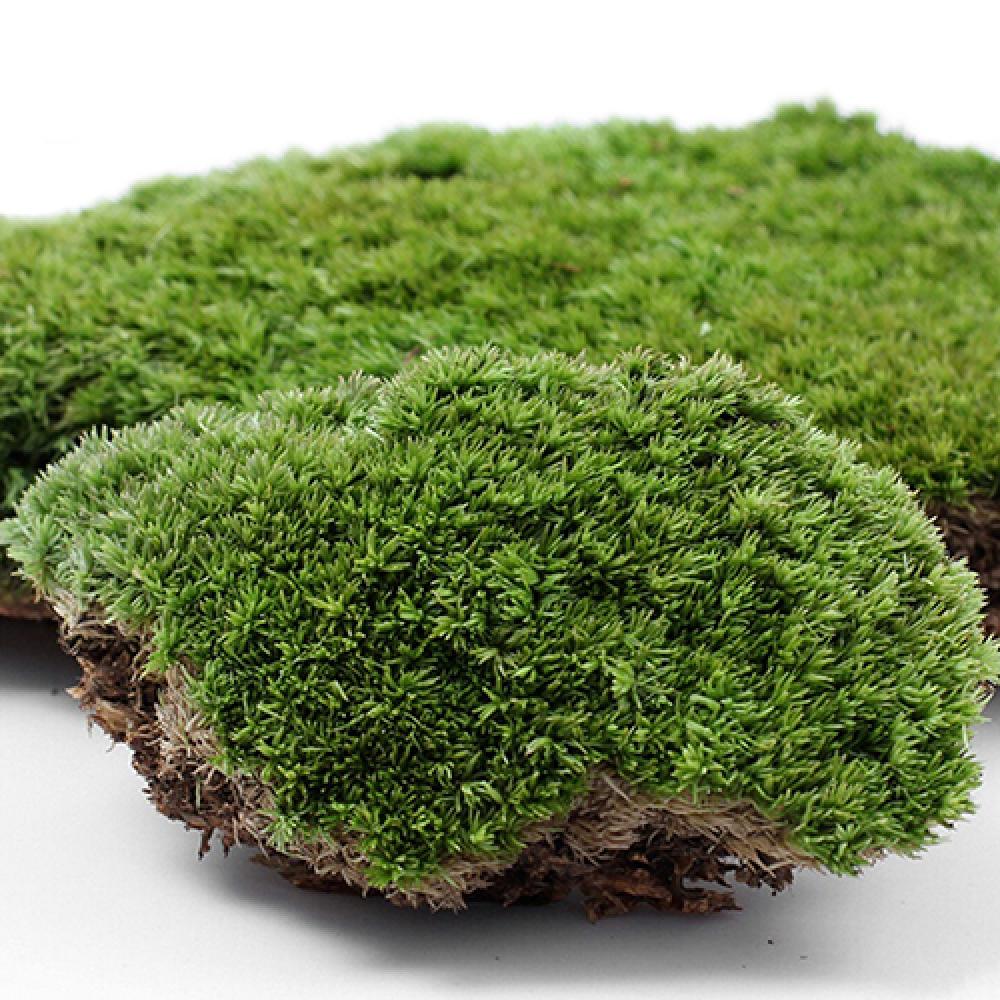 Planta de musgo de hierba verd - Terrarium Moss Art reseña y precio