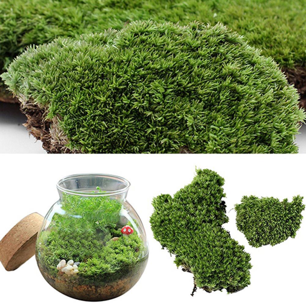 Planta de musgo de hierba verd - Terrarium Moss Art reseña y precio