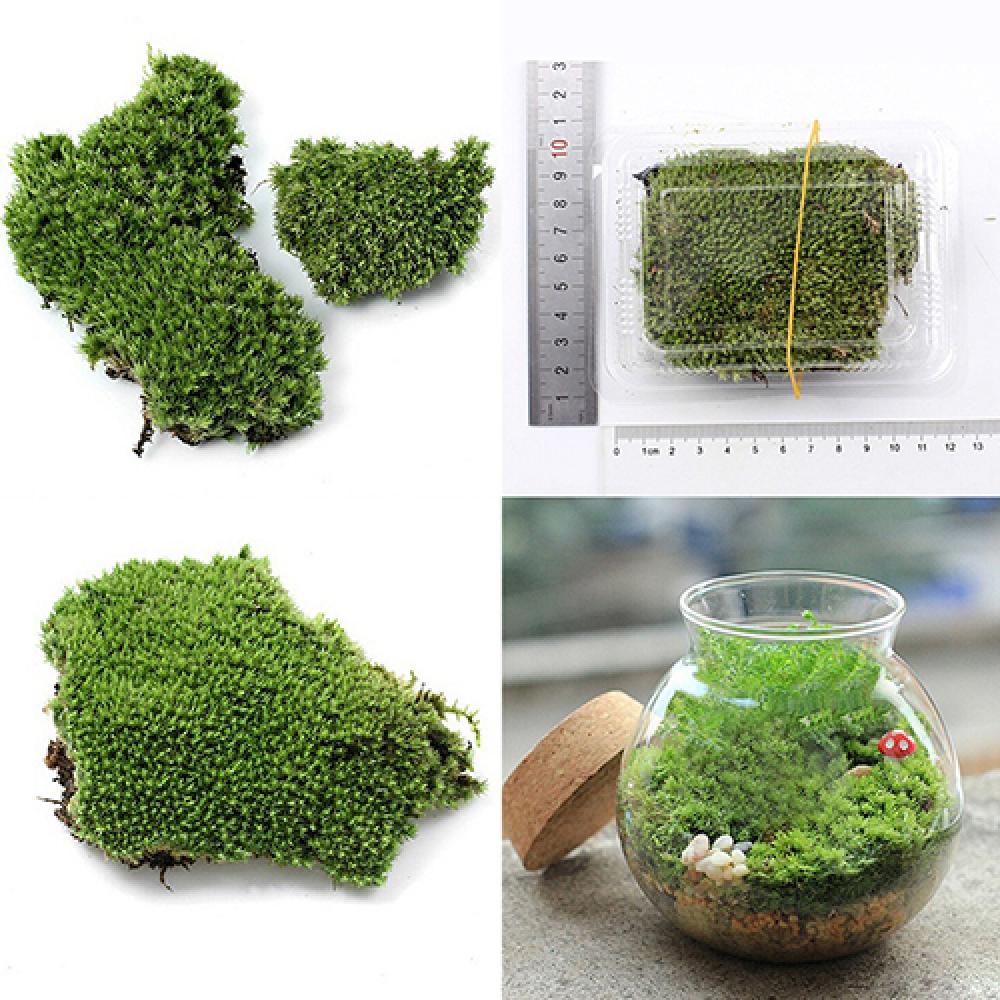 Planta de musgo de hierba verd - Terrarium Moss Art reseña y precio