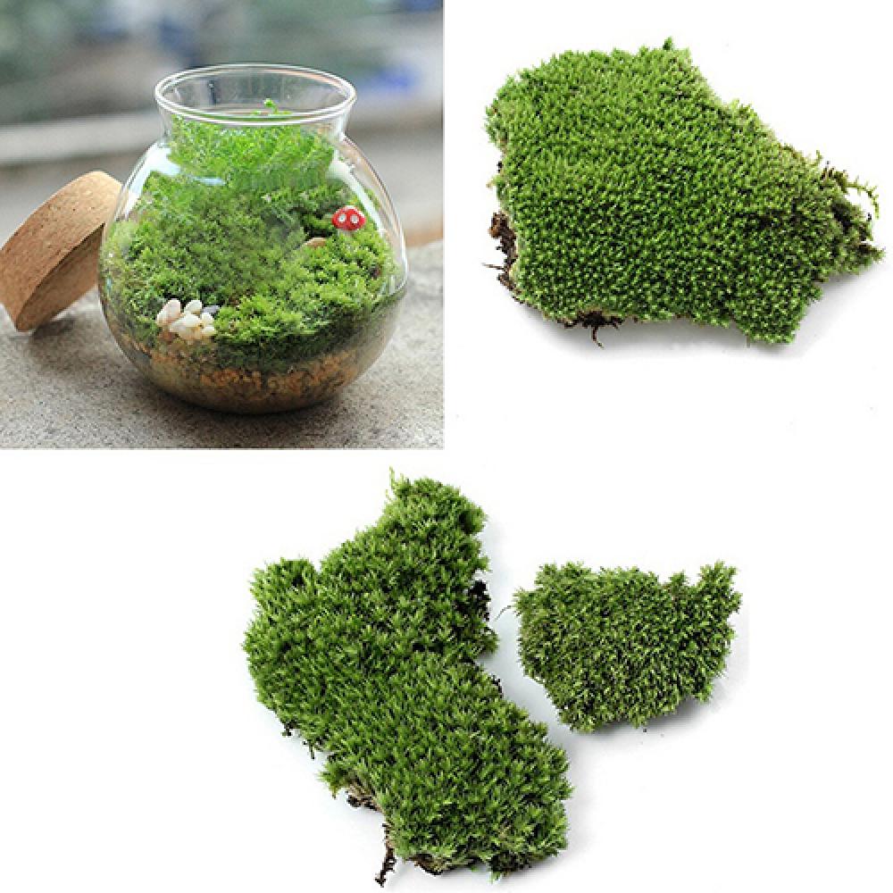 Planta de musgo de hierba verd - Terrarium Moss Art reseña y precio
